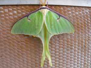 Luna moth - Sheelagh Hysenaj 
