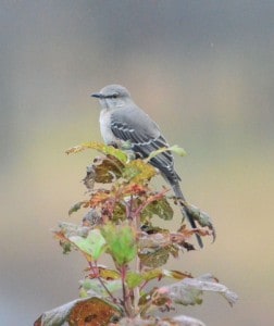 Northern Mockingbird - Gord  Mallory