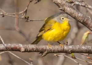 Nashville Warbler  - Karin Laine