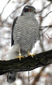 Northern Goshawk - Wikimedia 