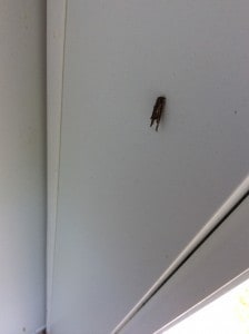 Organ pipe mud dauber Wasp nest - M. Haddlesey 