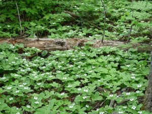 Bunchberry on Bruce Falls property 