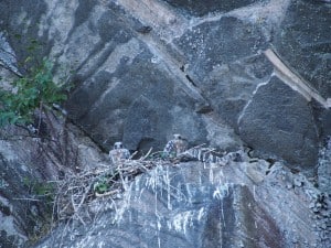 Peregrines in North Kawartha Township nest - July 19, 2014 - Drew Monkman 