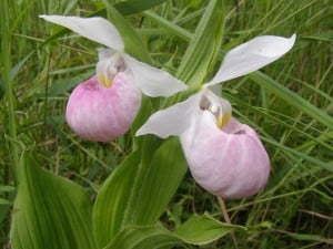 Showy Lady's-slipper - Drew Monkman