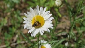 Syrphid fly - Stony Lake - Sandy Lockwood