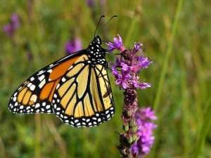 Monarch Butterfly - Terry Carpenter 