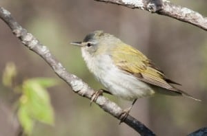 Tennessee Warbler - Karin Laine 