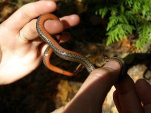 Red-bellied Snake 