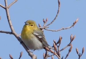 Yellow-throated Vireo - Karin Laine 