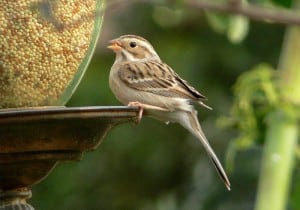 Clay-colored Sparrow - WM