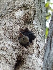 Eastern Gray Squirrel - juveniles - Don McLeod 