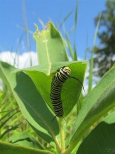 Monarch caterpillar on Common Milkweed - Jane Zednik 