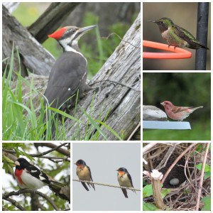 Some of the species we say on May 19 - L. Harries 