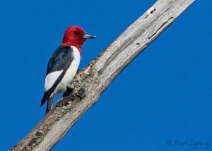 Red-headed Woodpecker (Karl Egressy)