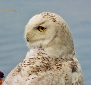 snowy owl 2 - nancy cafik - june 23 2014 - chemong lake 