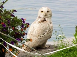 snowy owl - nancy cafik -   june 23 2014 - chemong lake