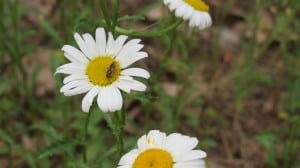 unidentified bee on daisy  Stony Lake  June 2014 -Sandy Lockwood