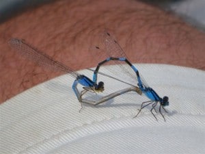 A pair of bluet damselflies in the wheel position - Rick Stankiewicz