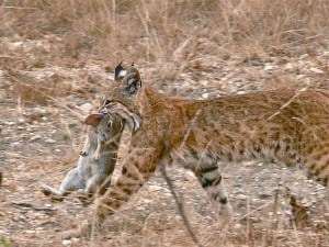 Bobcat - Linda Tanner