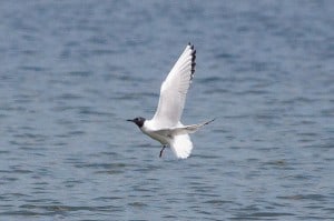 Bonaparte's Gull - Wikimedia 