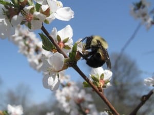 Common Eastern Bumble Bee nectaring - by Margot Hughes