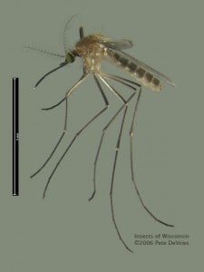 Culex pipiens mosquito - Pete DeVries