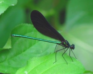 Ebony Jewelwing - male - by D. Gordon Robertson