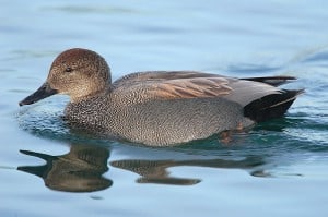 Gadwall - a rare duck in winter in the Kawarthas - Wikimedia 