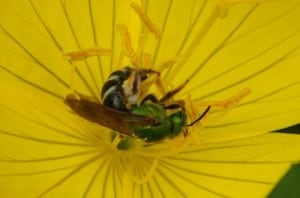 Halictid bee on Sundrop blossom - Drew Monkman