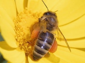 Honey Bee - Wikimedia