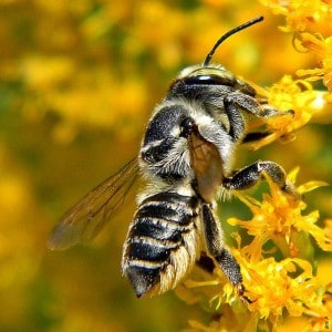 Leafcutter bee on goldenrod -  Bob Peterson