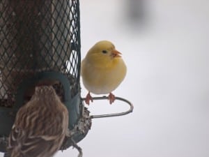 Leucistic AMGO by Dave Stabler - Cavan - Dec. 2012 