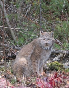 Lynx (Rick Stankiewicz) 