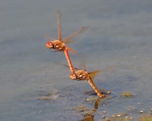 Male dragonfly clasping onto female as she lays eggs  - Dan Debold