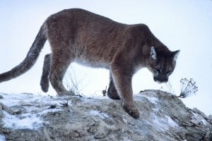 Cougar - K. Fink 