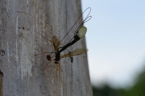 Female Black Giant Ichneumon wasp - Michael Doran