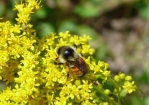 Tri-colored Bumble Bee on goldenrod - Drew  Monkman