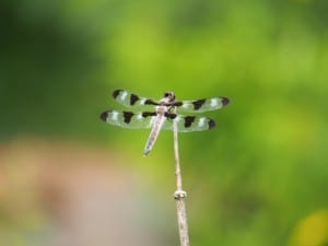 Twelve-spotted Skimmer - Drew Monkman