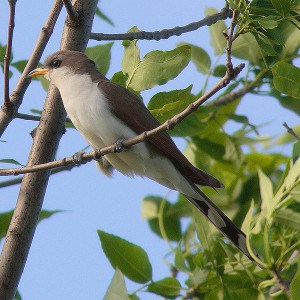 Yellow-billed Cuckoo - Wikimedia 