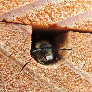furry-faced mason bee exiting a nesting hole - photo by Orangeaurochs
