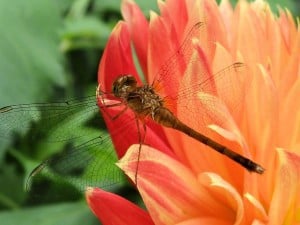 Immature meadowhawk dragonfly - Margo Hughes 