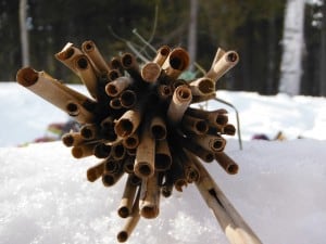 nest for stem-dwelling bees made out of Phragmites - Kim Zippel