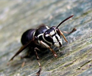 Bald-faced Hornet - Wikimedia