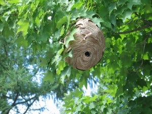 Bald-faced Hornet nest  Edmison Dr. - Ian MacDougall 