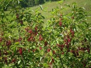 Choke Cherry - Aug. 2014 - Darienne McAuley 