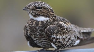 Common Nighthawk - Wikimedia