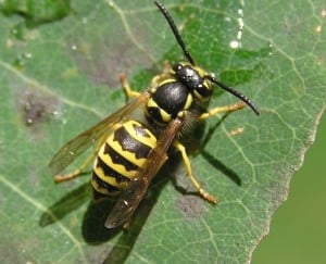 Eastern Yellowjacket eating aphid honeydew (Drew Monkman)