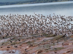 Flock of mostly Semipalmated Sandpipers at Evangeline Beach - Drew Monkman