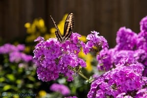 Giant Swallowtail on phlox - August 18, 2014 - Drew Monkman 