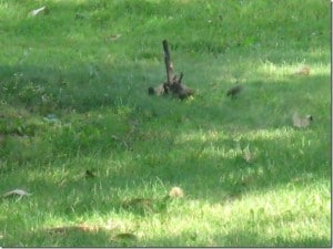 Gray Squirrel at play 2 - Betty Mitchell 